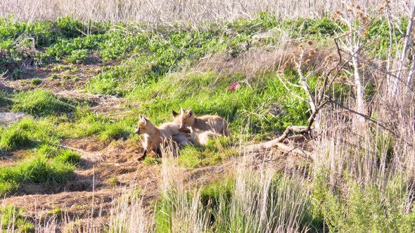 Red fox kits play, wrestle and nurse mother's milk