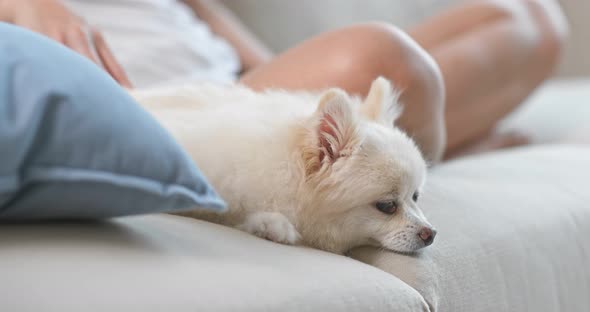 White pomeranian dog sleep on sofa at home