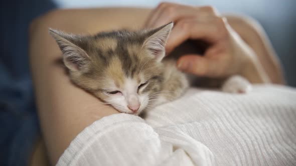 The Kitten Sleeps on Its Master's Chest