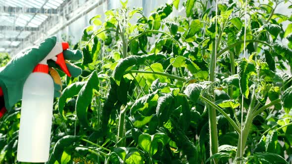 Man spraying water on plant 4k