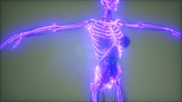 Transparent Human Body with Visible Bones alt