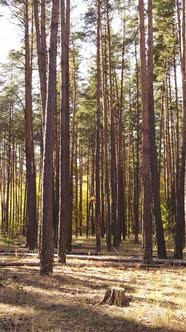 Vertical Video Autumn Forest By Day