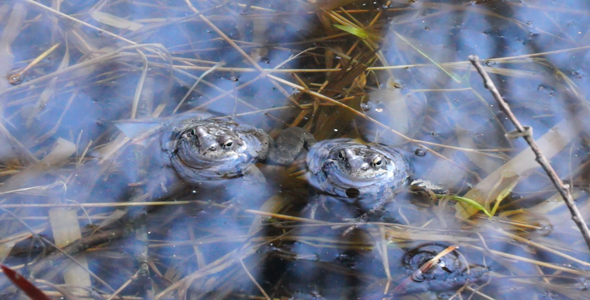 Blue Toad