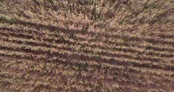 Aerial drone shot rising above a field of wheat on farm land.