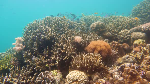 Coral Reef with Fish Underwater. Camiguin, Philippines