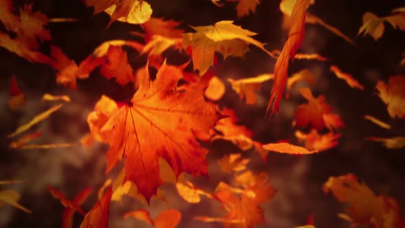 Slow motion animation of orange autumn leaves blown by wind. Closeup view. HD