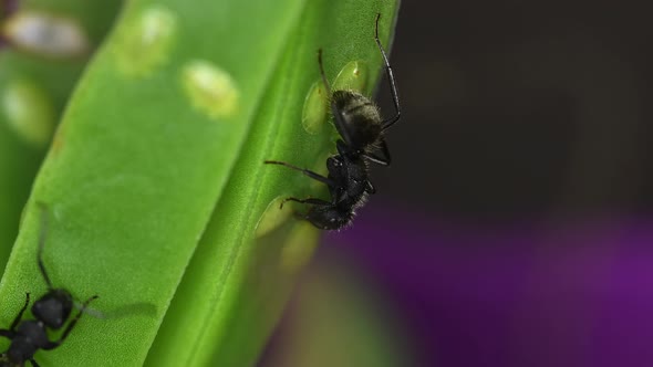 A black ant (Lasius niger) feeds from a cochineal on a succulent plant