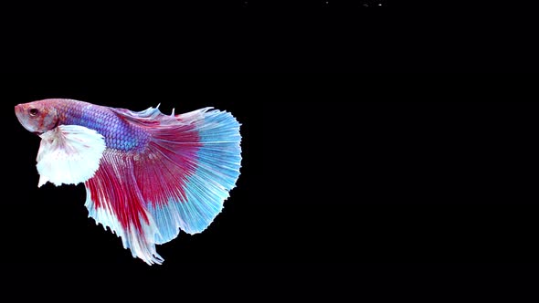 Siamese fighting fish (Betta splendens)