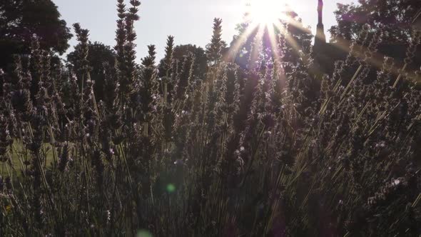 Lavender flowers with sun rays background medium panning shot