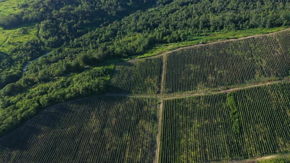 Aerial Shot of Large Vineyard Fields Among the Mountains