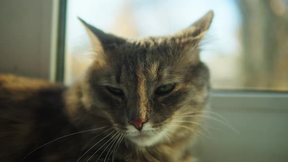 Cat Lying on Windowsill Closeup