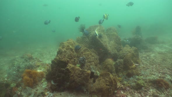 Coral Reef and Tropical Fish. Bali,Indonesia