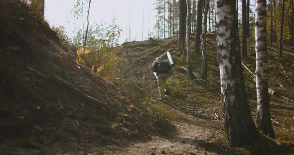 Alone Hiker in Forest at Autumn Sunny Day, Rising on Slope with Backpack, Extream Travelling in