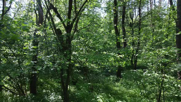 Beautiful Green Forest on a Summer Day Slow Motion