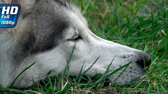 Muzzle of a Dog that Rests