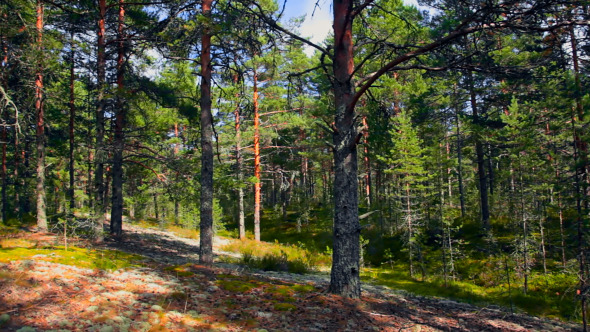 Northern Pine Forest