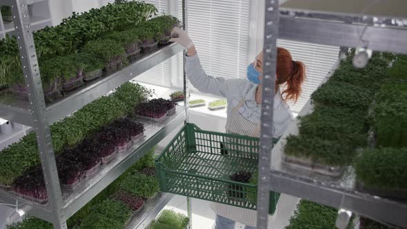 Business Micro Green Female Gardener Wearing Medical Mask Harvests Fresh Plant Sprouts in Containers