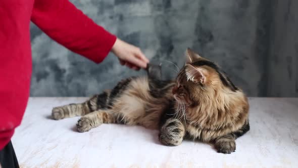 a woman combs a cat