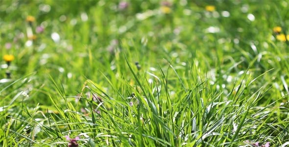 Field Grass In The Sun  (2 in 1)