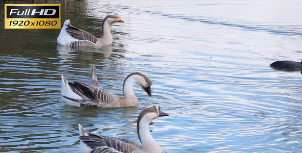 Geese On The Lake