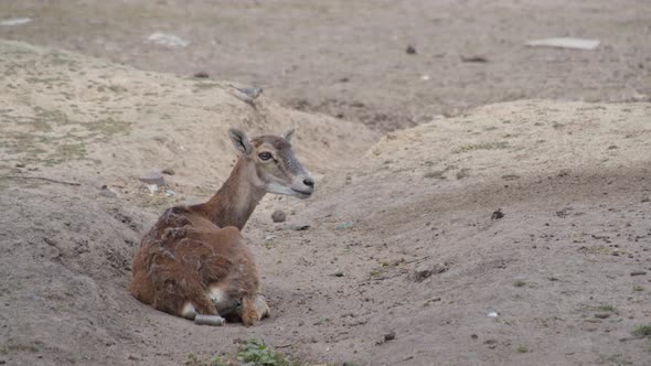 European Mouflon Ovis Orientalis Musimon