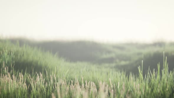 Green Field with Tall Grass in the Early Morning with Fog