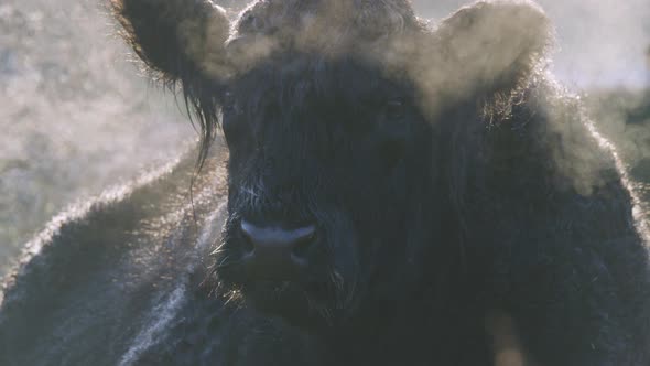 Large dark bull puffing misty air through muzzle in cold weather - slow motion