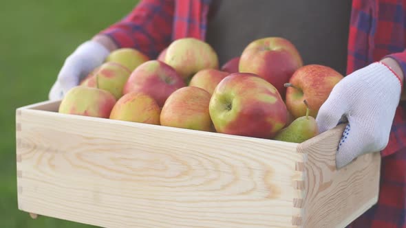 Close up of a male farmer holding box of freshly harvested fruit