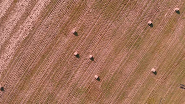 Hay rolls on large wheat field