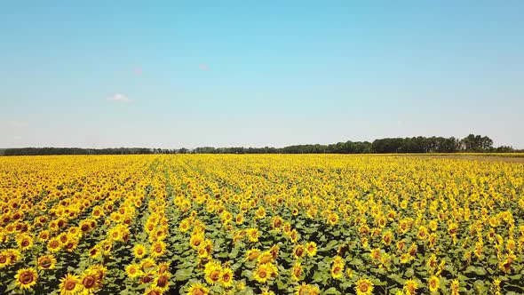 Aerial view. Sunflowers field on sky background. Agriculture, agronomy and farming concept.