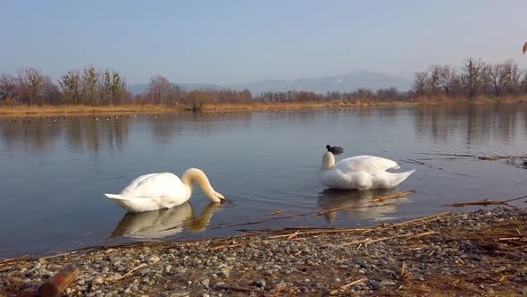 Two white swans by the lake cleaning themselves with one black duck in the background
