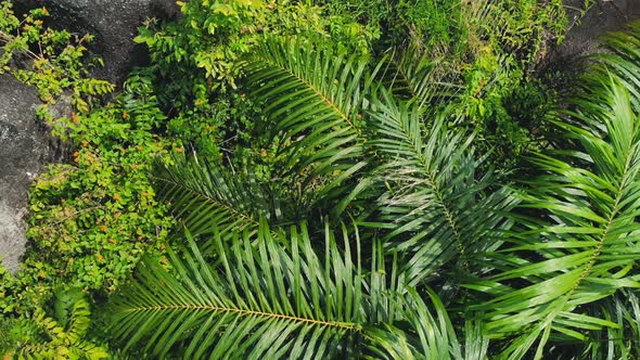 Aerial above Lush green plants trees Big stones among jungle