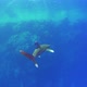 Dangerous Grey Reef Sharks Swim Near Divers - VideoHive Item for Sale