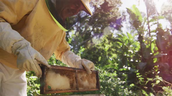 Caucasian male beekeeper in protective clothing inspecting honeycomb frame from a beehive