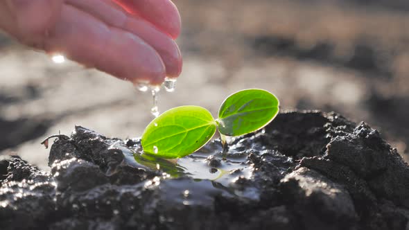 Hand of Farmer Watering to Small Green Plant in Garden