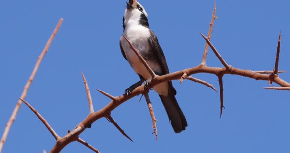 Northern White-crowned Shrike, eurocephalus rueppelli, Adult with Insect in its Beak