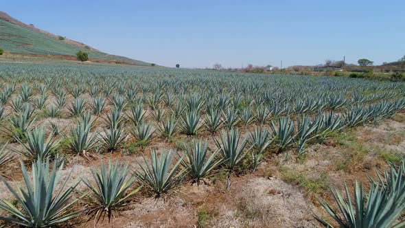 Drone View in Agave Field in Tequila, Mexico