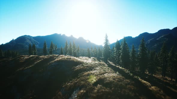 Trees on Meadow Between Hillsides with Conifer Forest