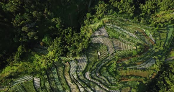 the vegetable plantation with dense of trees that planted with brocolli, cabbage, potatoes and green