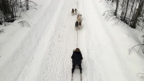 Drone Aerial View of Dogsledding Handler with Team of Trained Husky Dogs Mountain Pass Husky Dog