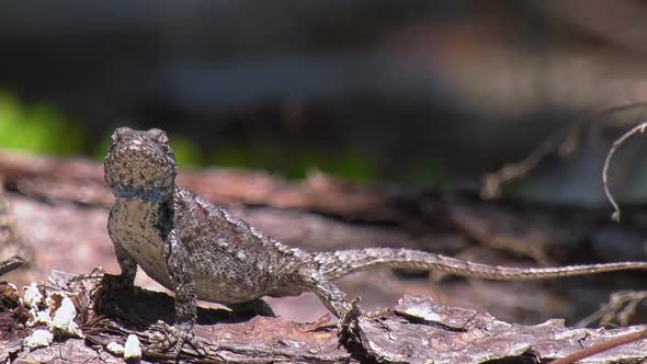 Male eastern fence lizard turns, stands up and faces camera