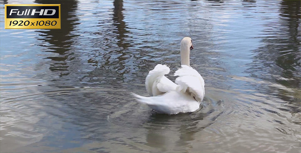 Swan