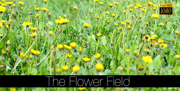 The Flower Field 9