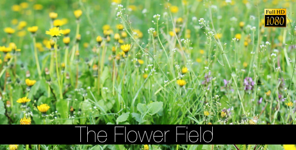 The Flower Field 10
