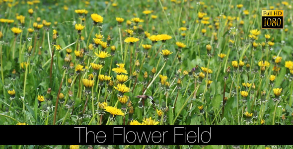 The Flower Field 11