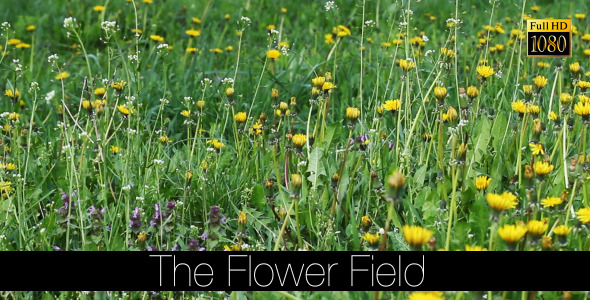 The Flower Field 12