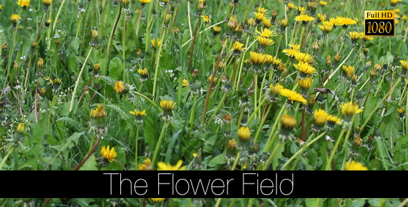 The Flower Field 13