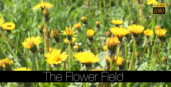 The Flower Field 14