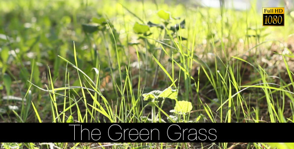 The Green Grass 7