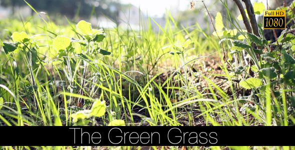 The Green Grass 8